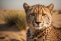 Cheetah in dunes Royalty Free Stock Photo