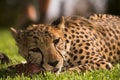 Cheetah eating