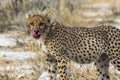 Cheetah after eating with blood in mouth, Etosha Park Royalty Free Stock Photo