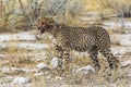 Cheetah after eating with blood in mouth, Etosha Park Royalty Free Stock Photo