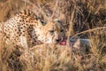 Cheetah eating a common reedbuck in the Kruger. Royalty Free Stock Photo