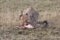 Cheetah eating fresh kill Royalty Free Stock Photo