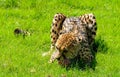 Cheetah eating