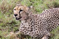 Cheetah eating its meal