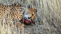 Cheetah eating a meat on the ground with tall grasses Royalty Free Stock Photo