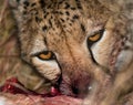 Cheetah eating prey. Close-up. Kenya. Tanzania. Africa. National Park. Serengeti. Maasai Mara. Royalty Free Stock Photo