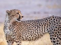 Cheetah at Etosha National Park, Namibia