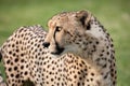 Cheetah at etosha national Park