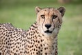 Cheetah at etosha national Park