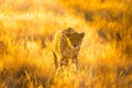 Cheetah in the Etosha National Park, Namibia