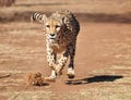 Cheetah exercising by chasing a lure