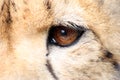 Cheetah eye detail