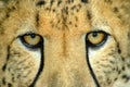 Cheetah eyes Royalty Free Stock Photo