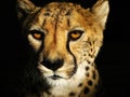 Cheetah Face Royalty Free Stock Photo