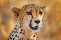 Cheetah face, Acinonyx jubatus, detail close-up portrait of wild cat. Fastest mammal on the land, Etosha NP, Namibia. Wildlife Royalty Free Stock Photo