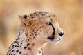 Cheetah face, Acinonyx jubatus, detail close-up portrait of wild cat. Fastest mammal on the land, Etosha NP, Namibia. Wildlife Royalty Free Stock Photo