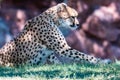 Cheetah face, Acinonyx jubatus, detail close-up portrait of wild cat. Fastest mammal on the land, Etosha NP, Namibia Royalty Free Stock Photo