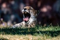 Cheetah face, Acinonyx jubatus, detail close-up portrait of wild cat. Fastest mammal on the land, Etosha NP, Namibia Royalty Free Stock Photo