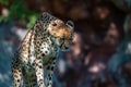 Cheetah face, Acinonyx jubatus, detail close-up portrait of wild cat. Fastest mammal on the land, Etosha NP, Namibia Royalty Free Stock Photo