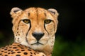 Cheetah face, Acinonyx jubatus, detail close-up portrait of wild cat. Fastest mammal on the land, Tanzania. Wildlife scene from