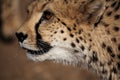 Cheetah face closeup