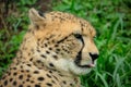 Cheetah face in the grass Royalty Free Stock Photo