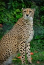 Cheetah face in the grass Royalty Free Stock Photo