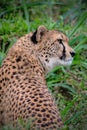 Cheetah face in the grass Royalty Free Stock Photo