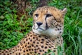 Cheetah face in the grass Royalty Free Stock Photo