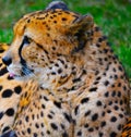 Cheetah face sitting in the wild Royalty Free Stock Photo