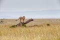Cheetah On A Fallen Tree