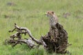 Cheetah on a fallen tree trunk looking up Royalty Free Stock Photo