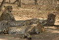 Cheetah family Royalty Free Stock Photo