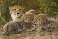 Cheetah family Royalty Free Stock Photo