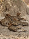 Cheetah family