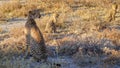 Cheetah family ( Acinonyx Jubatus) in the golden light of dusk, Onguma Game Reserve, Namibia. Royalty Free Stock Photo