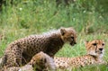 cheetah family baby cat cute lovely Royalty Free Stock Photo