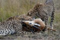 Cheetah family, catching and devouring a gazelle on the African savannah Royalty Free Stock Photo