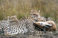 Cheetah family caught and eating Impala in the African savannah
