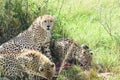 Cheetah Family Royalty Free Stock Photo