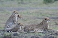 Cheetah family in the Masai Mara reserve Royalty Free Stock Photo
