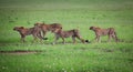 Cheetah family, mom and three juveniles Royalty Free Stock Photo