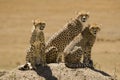 Cheetah family of mother and two juveniles Royalty Free Stock Photo