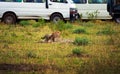 Cheetah family surrounded by safari cars in Maasai Mara National Reserve, Kenya Royalty Free Stock Photo