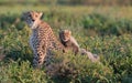 Cheetah family in the wild, the baby cheetah on its mother Royalty Free Stock Photo