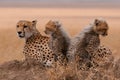 Cheetah family in the wild, mother and two babies Royalty Free Stock Photo