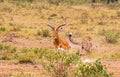 Photo series: Cheetah hunting for big Impala. The cheated cheetah episode. Masai Mara, Kenya Royalty Free Stock Photo