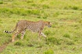 Cheetah, fastest land animal with spotty markings walking in open grassland at Serengeti National Park in Tanzania, East Africa