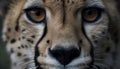 Cheetah, feline beauty, spotted fur, staring with selective focus generated by AI Royalty Free Stock Photo