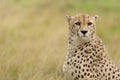 Cheetah in a field of brown grass